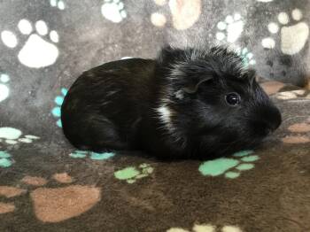Rescue Guinea Pig Guinea Pigs for Adoption in San Diego, California - Maximus | PetCurious